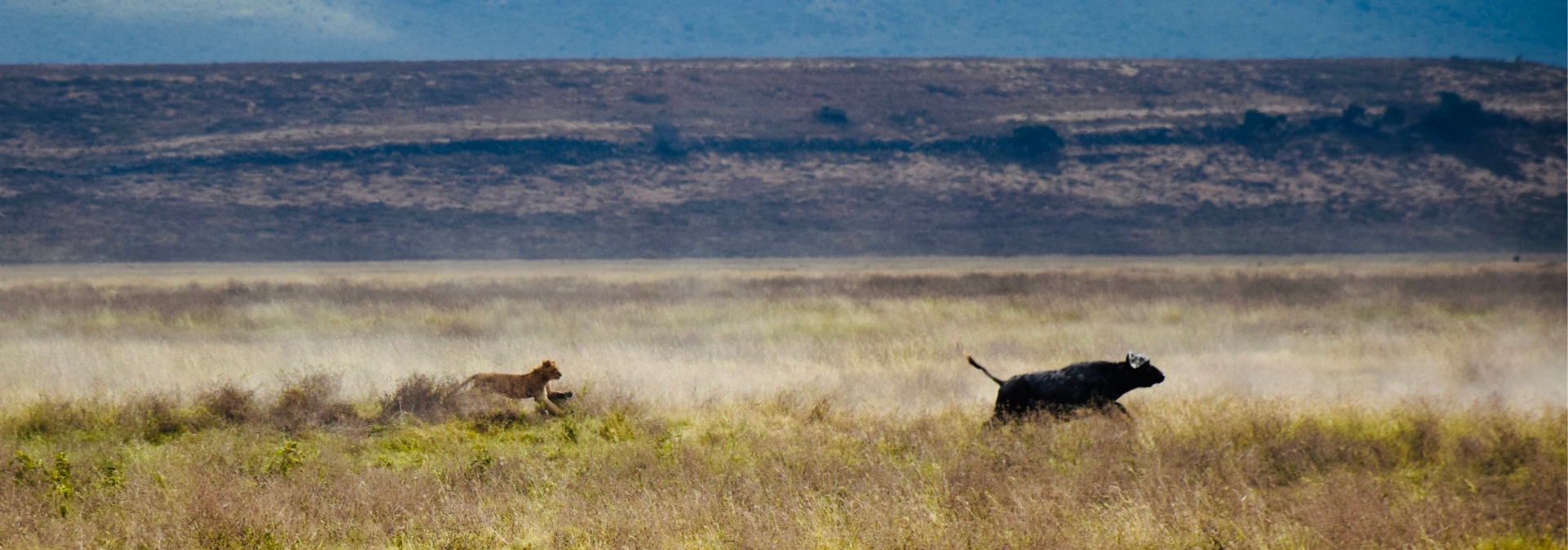The Chase