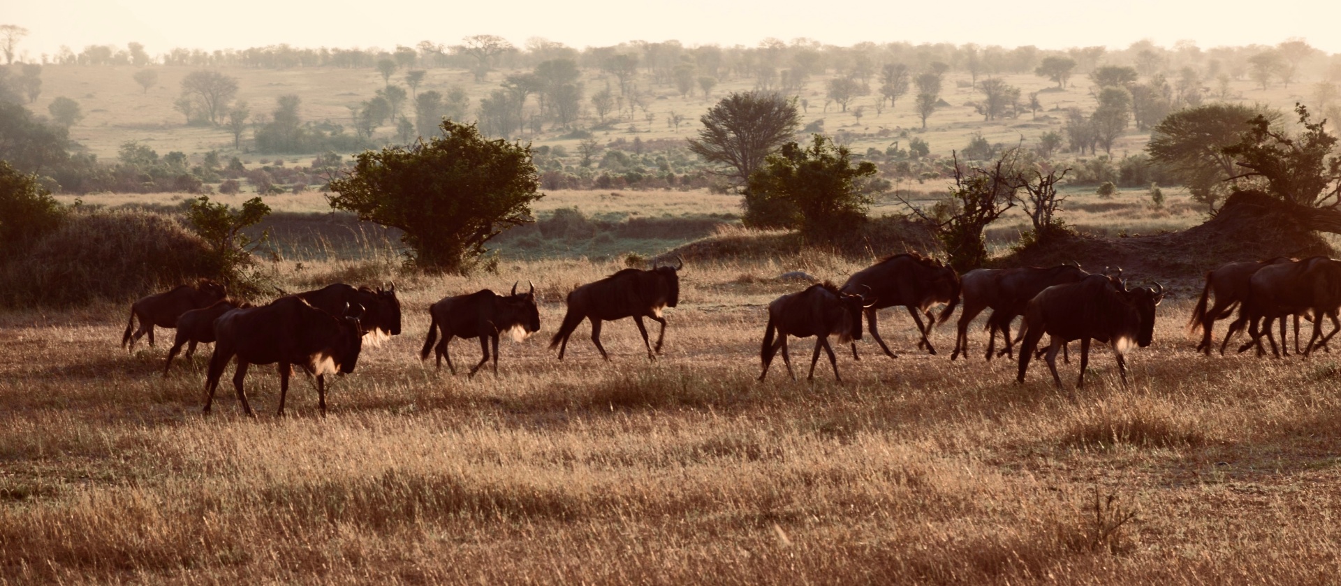 Dawn March