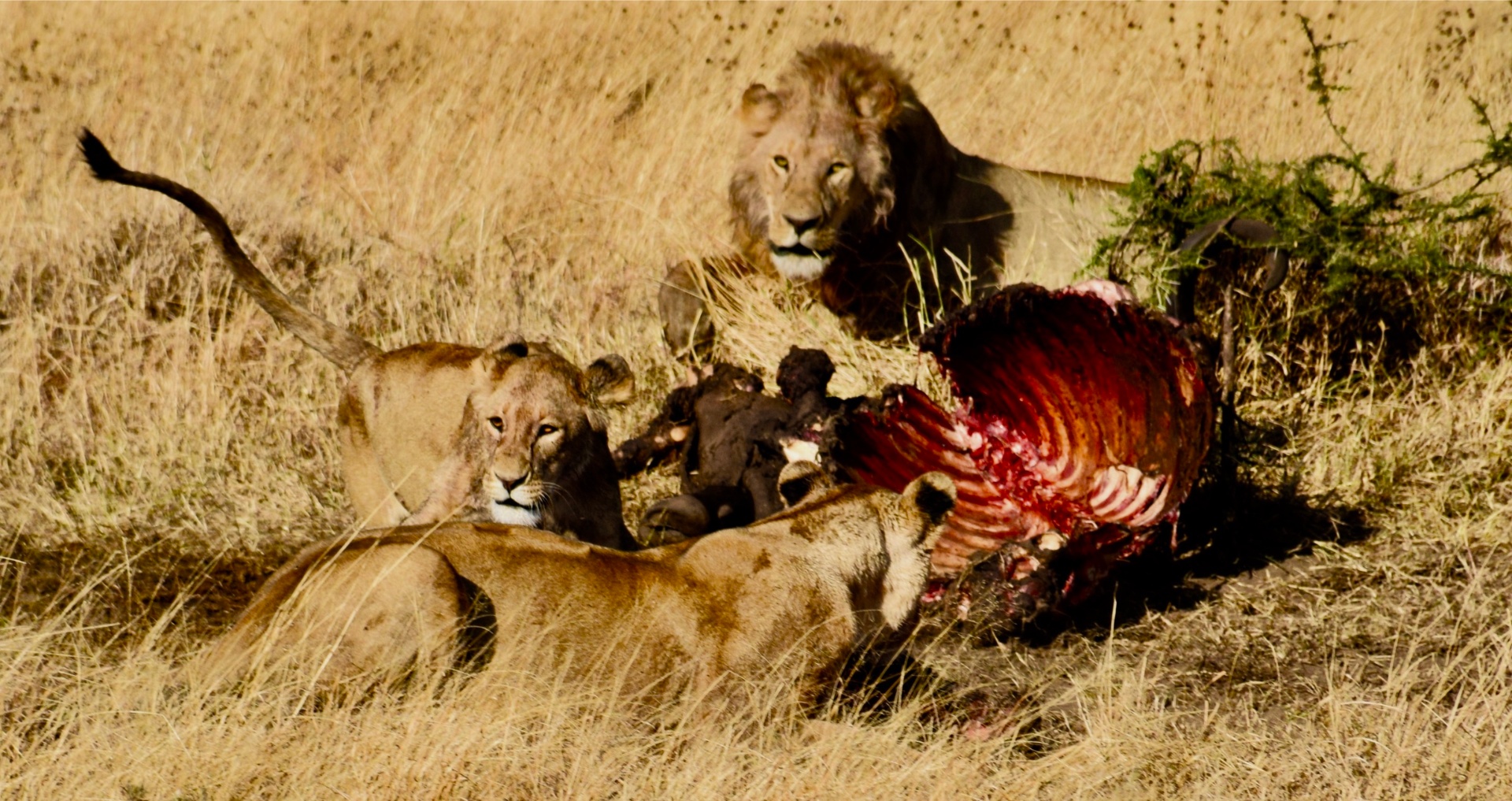 The Pride, Feeding