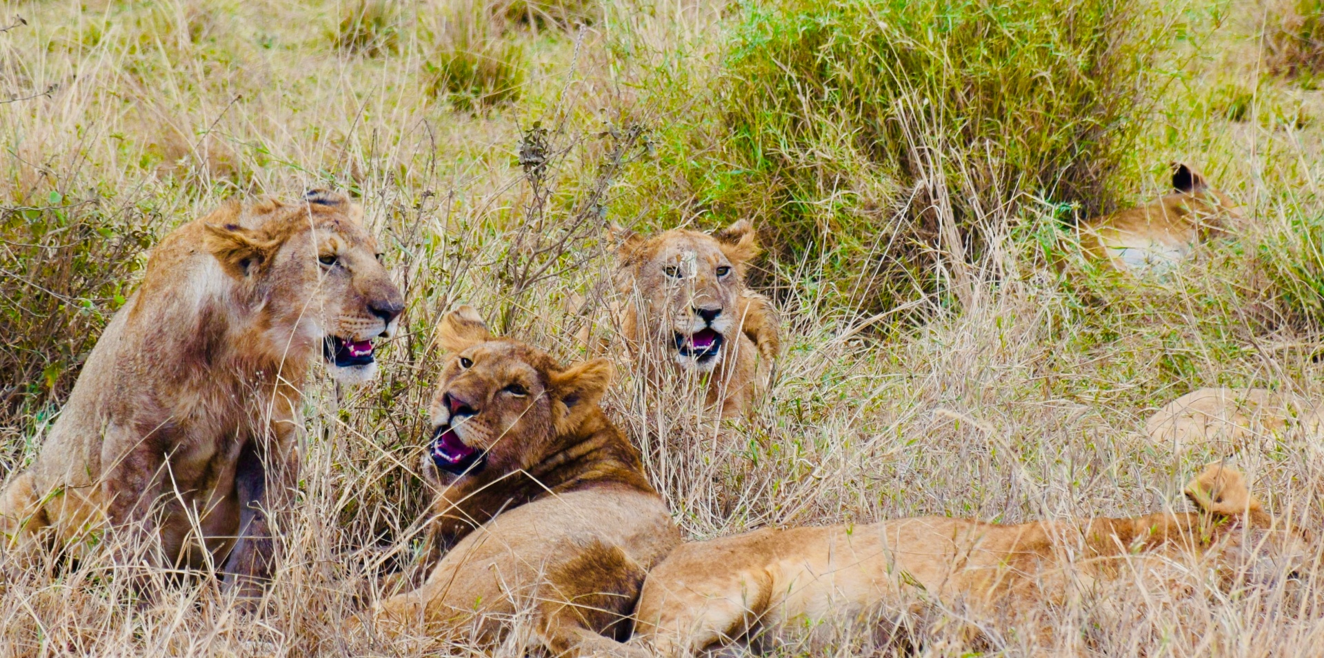 Pride at Rest