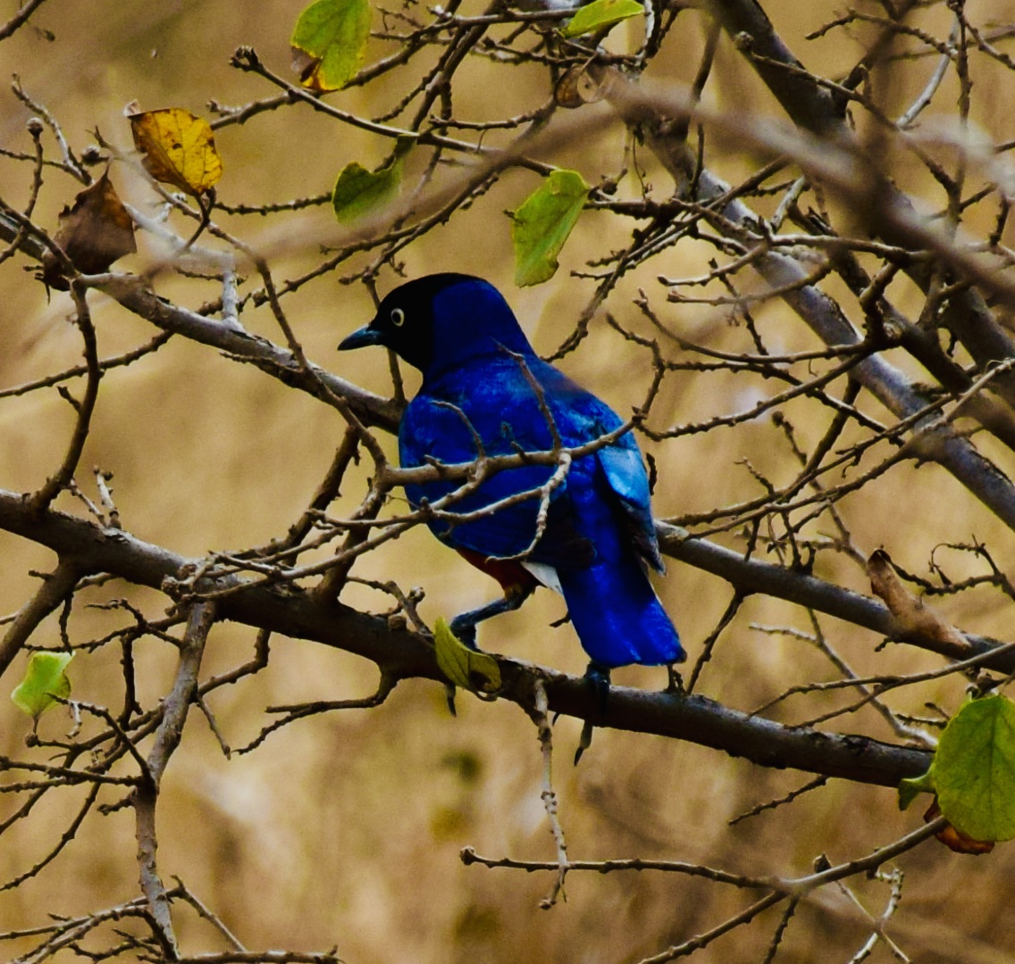 Superb Starling