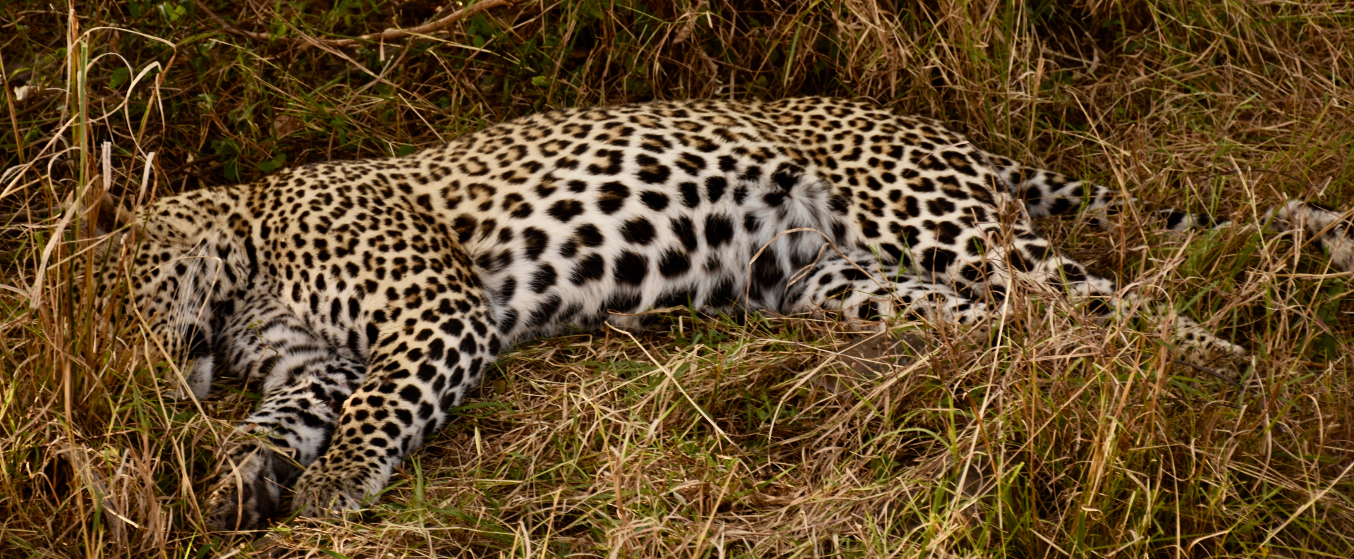 Leopard, Resting