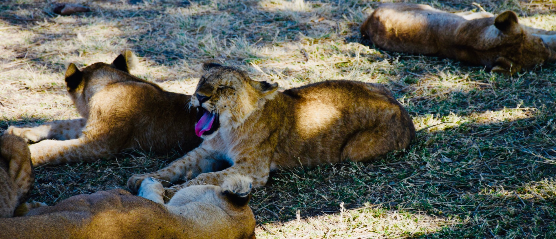 Yawn