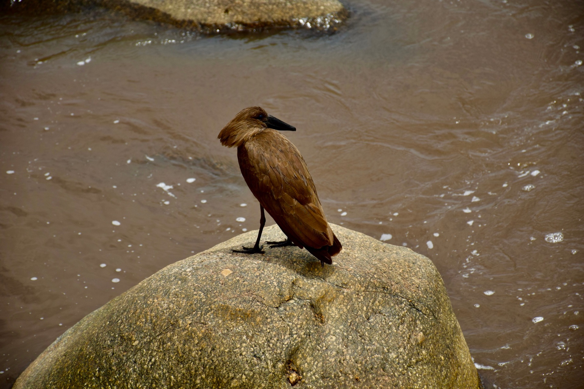 Hamerkop