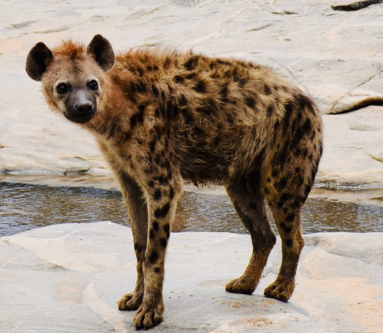 Spotted Hyena