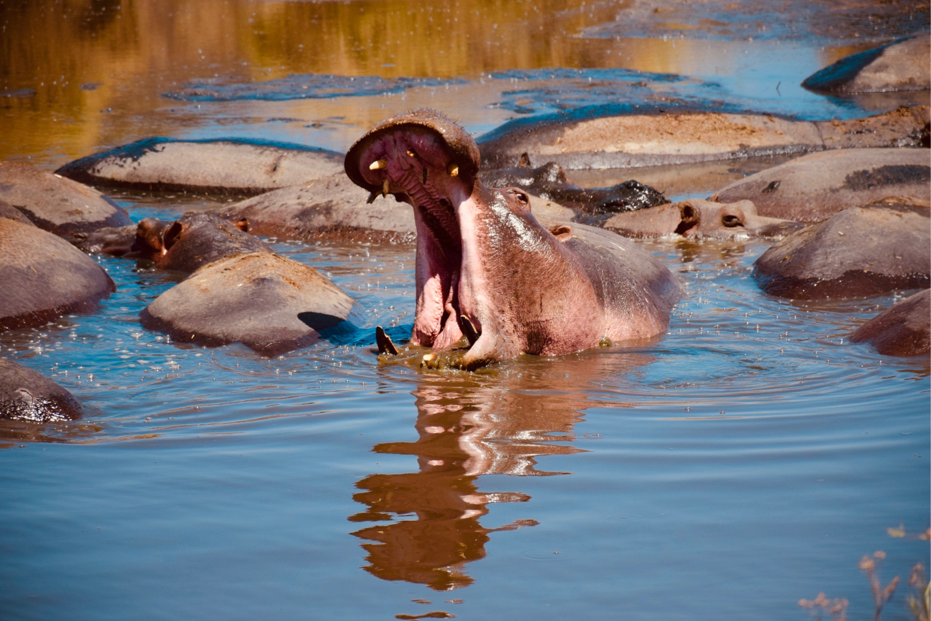 Hippo's Yawn