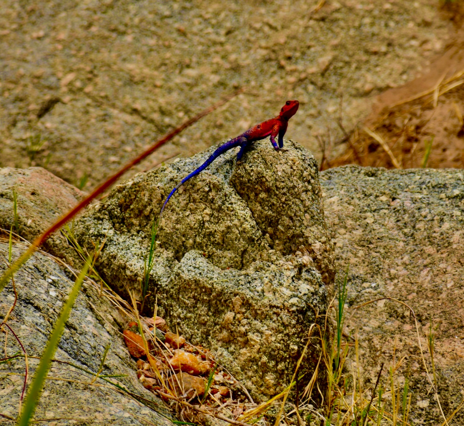 Mwanza Agama