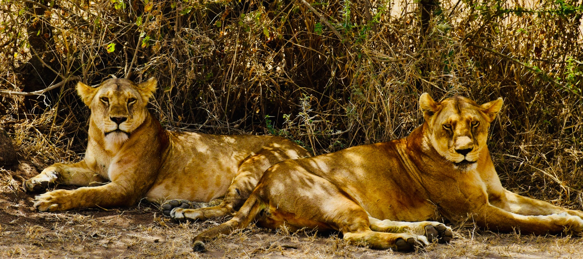 Sisters in Shade