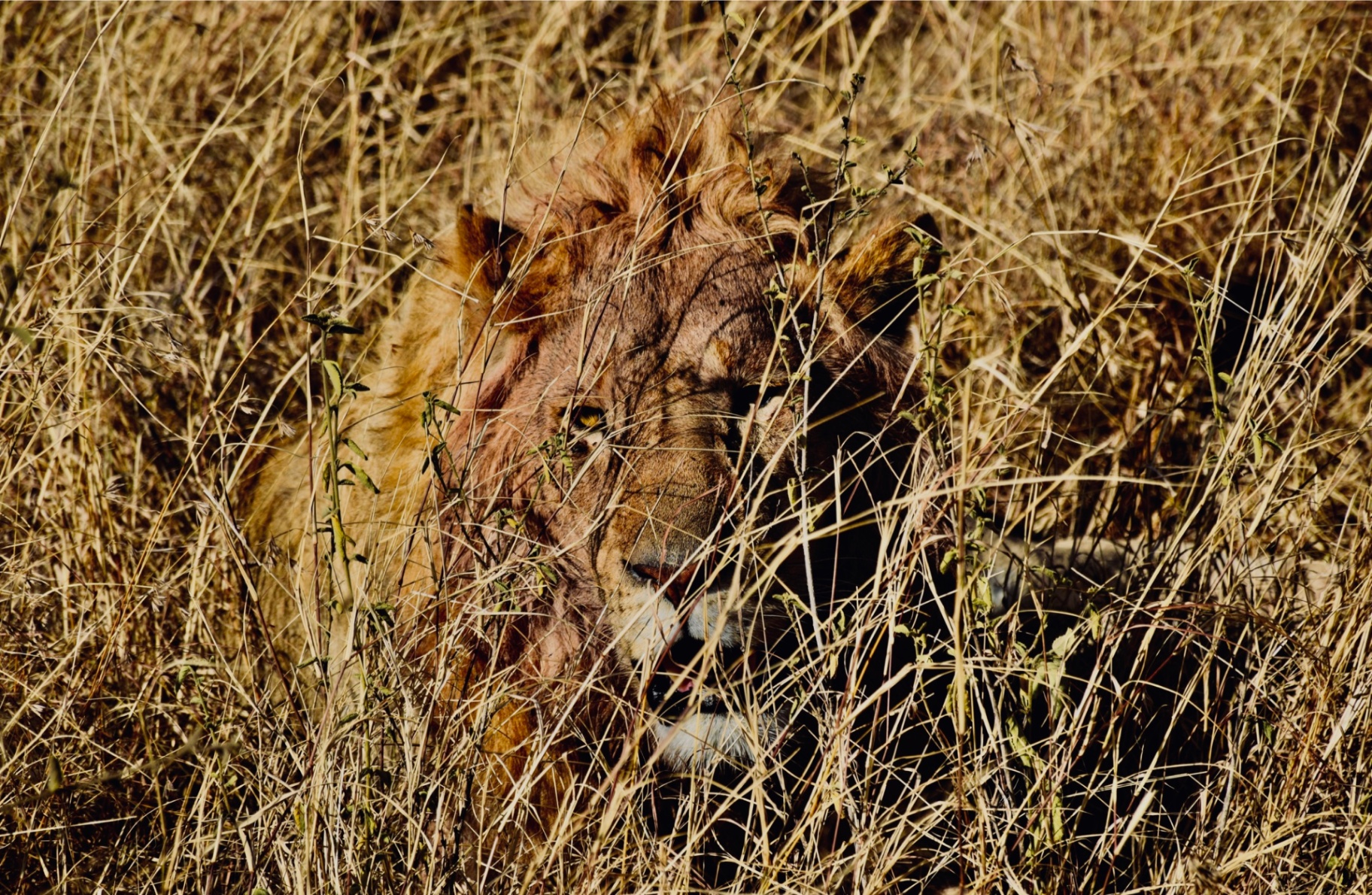 Mane in the Grass