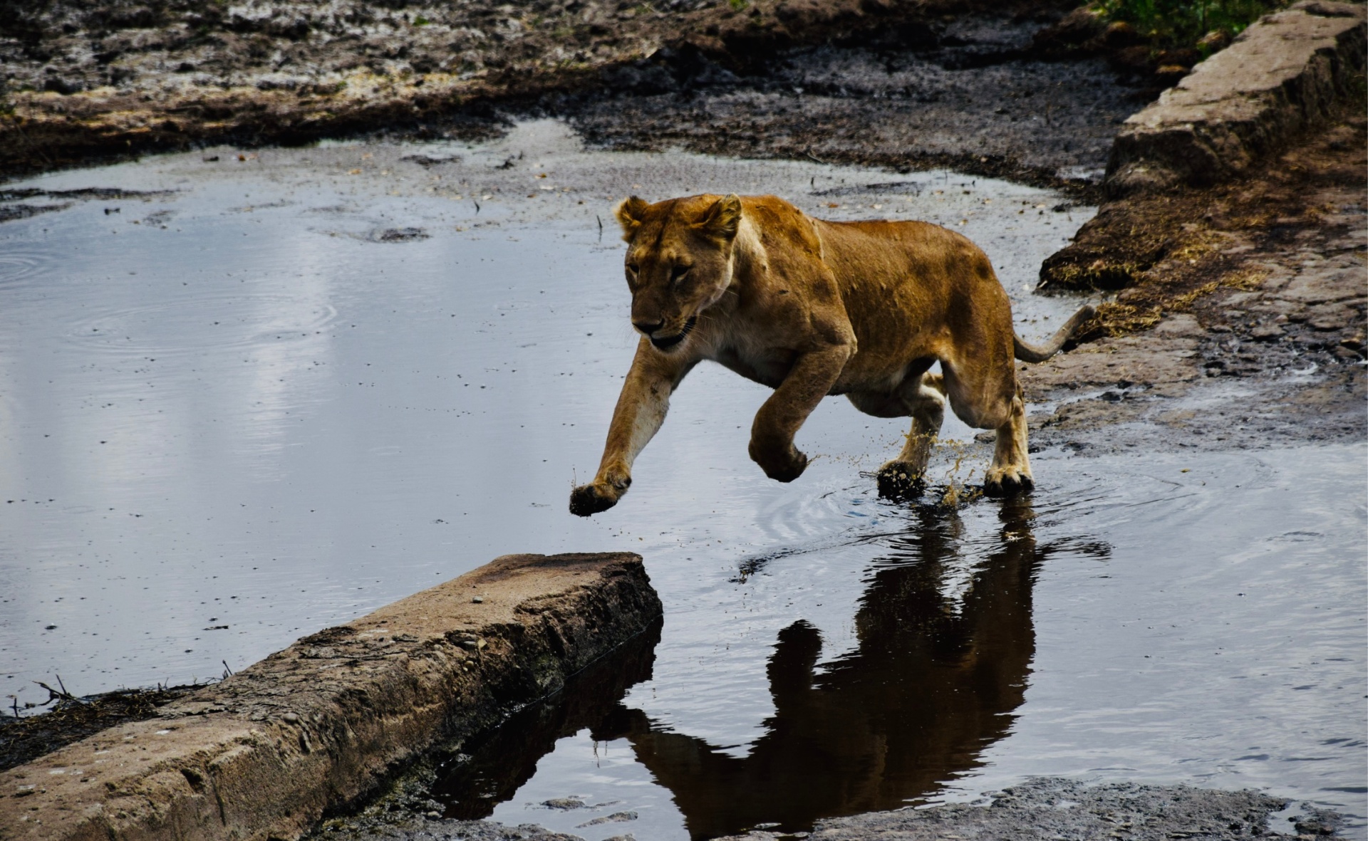 The Leap