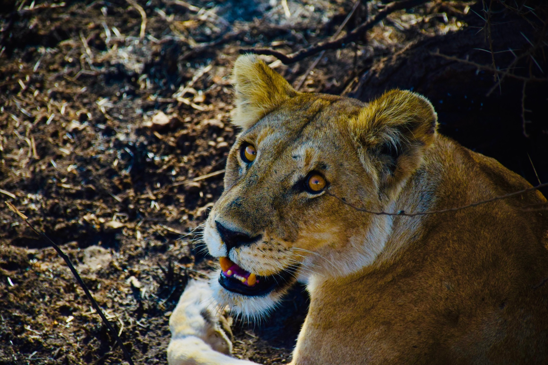 Eye Contact