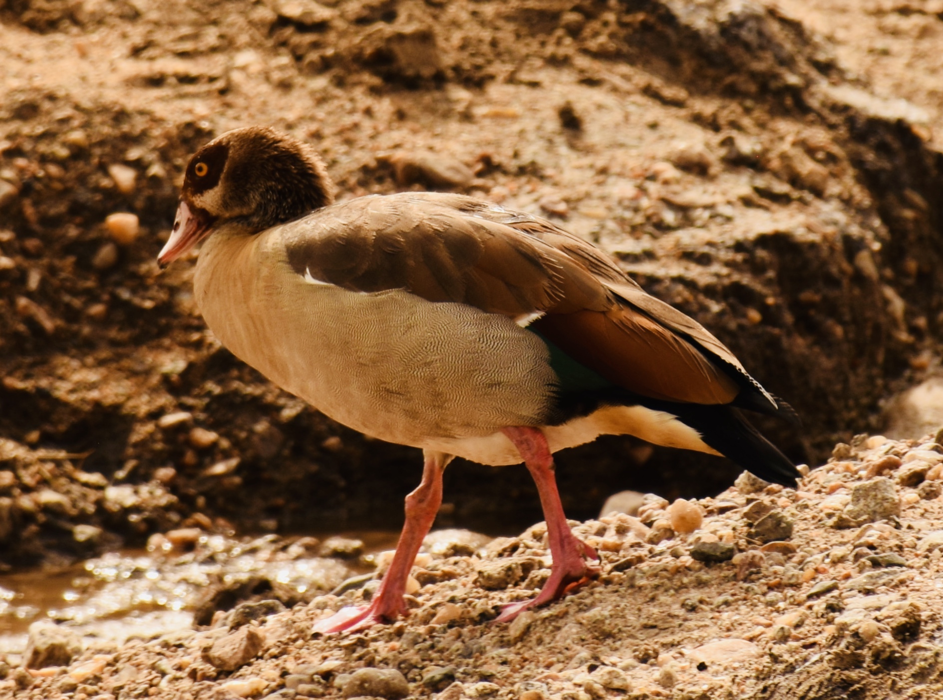 Egyptian Goose