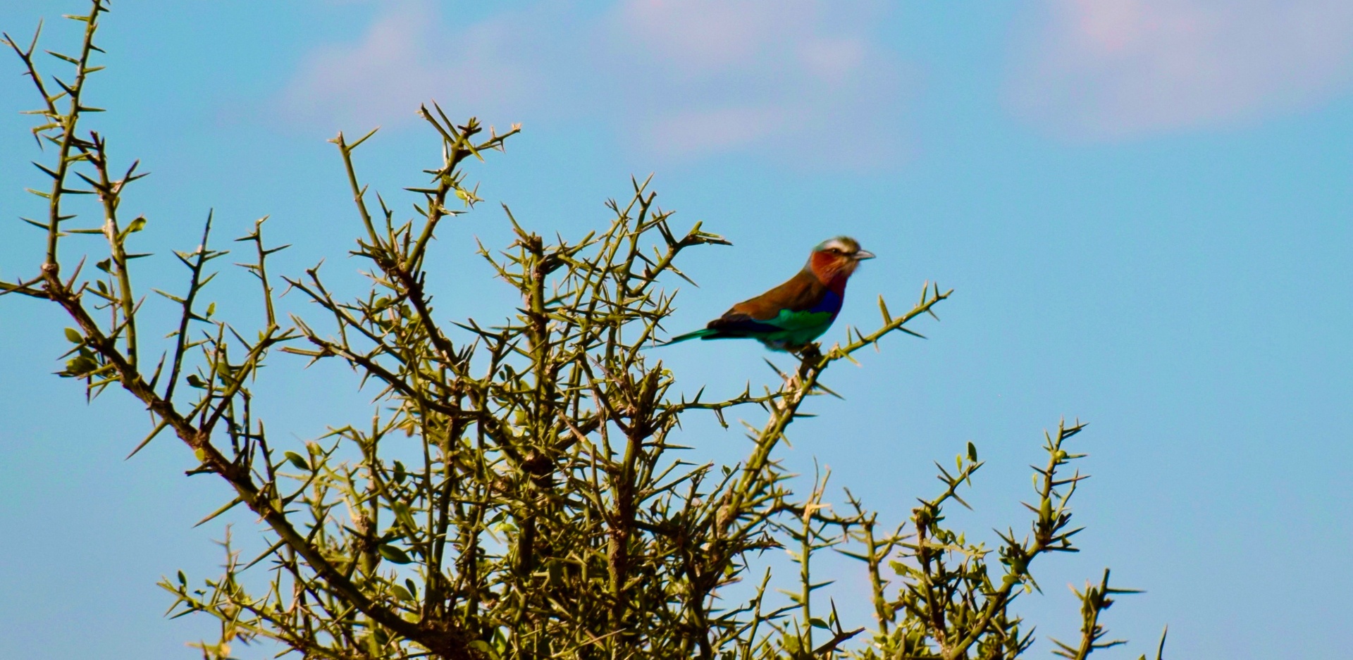 Lilac-Breasted Roller
