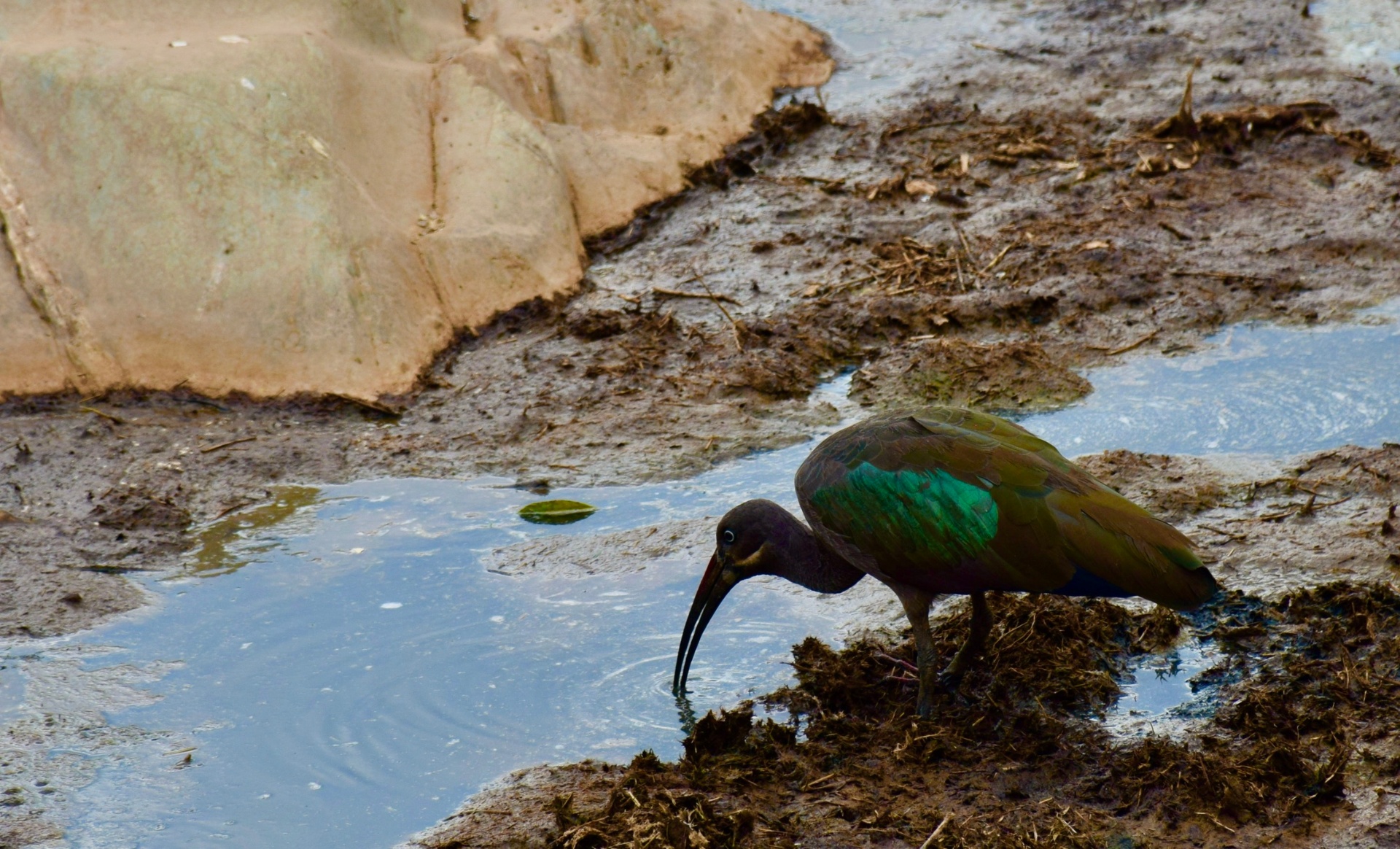 Hadada Ibis