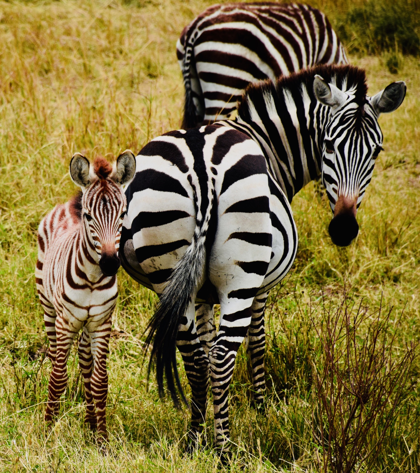 Mother and Foal